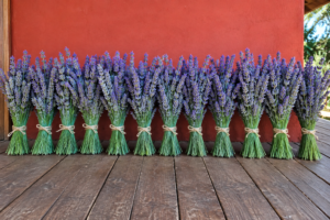 Ramos secos de lavanda